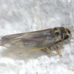 Arboridia parvula